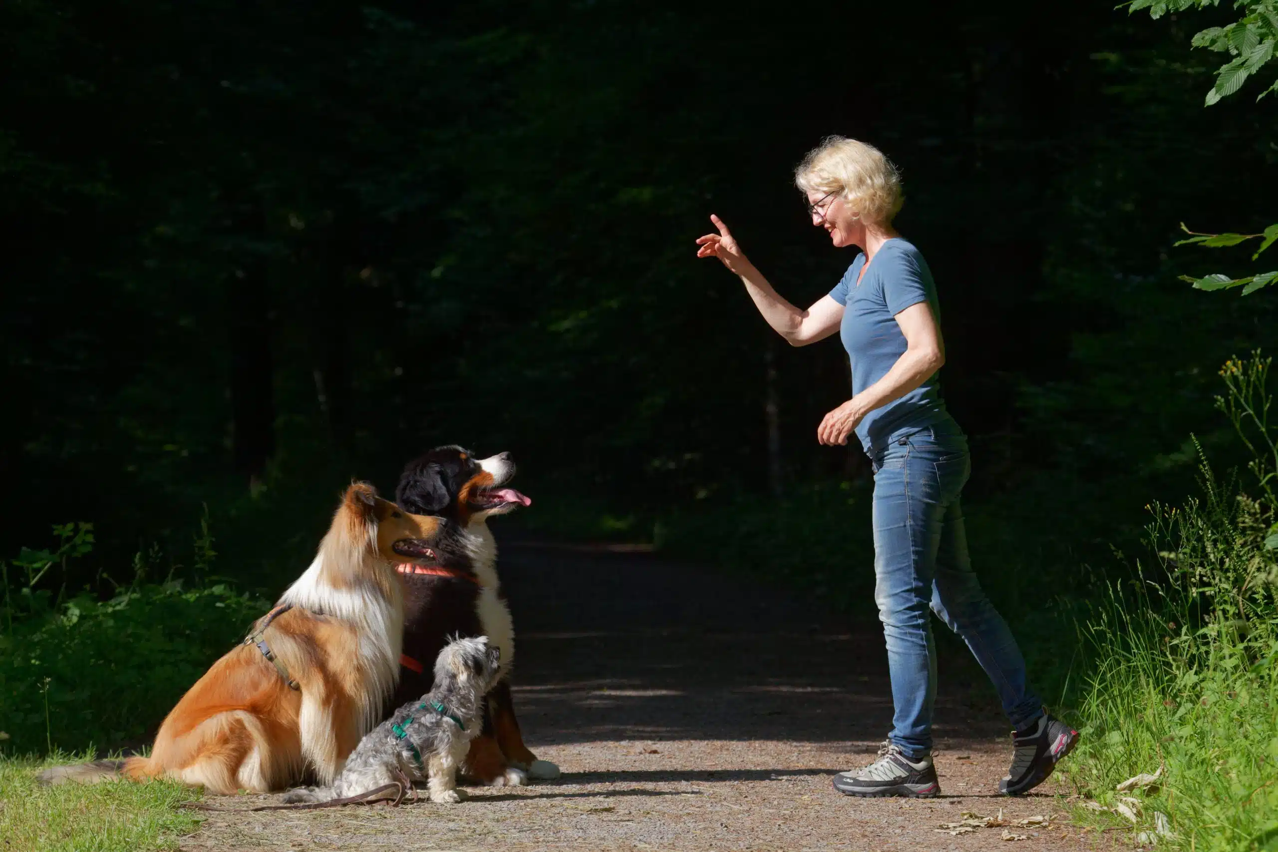 Eine lächelnde Frau mit kurzen, blonden Haaren, Brille, blauem T-Shirt und Jeans steht auf einem Waldweg und gibt mit erhobener Hand ein Handzeichen. Vor ihr sitzen drei Hunde aufmerksam in einer Reihe: ein großer Collie mit rot-weißem Fell, dahinter ein Berner Sennenhund und davor ein kleiner grau-weißer Terrier-Mix. Alle drei schauen konzentriert zur Frau. Im Hintergrund ein dunkler, sommerlicher Wald mit Gegenlicht.