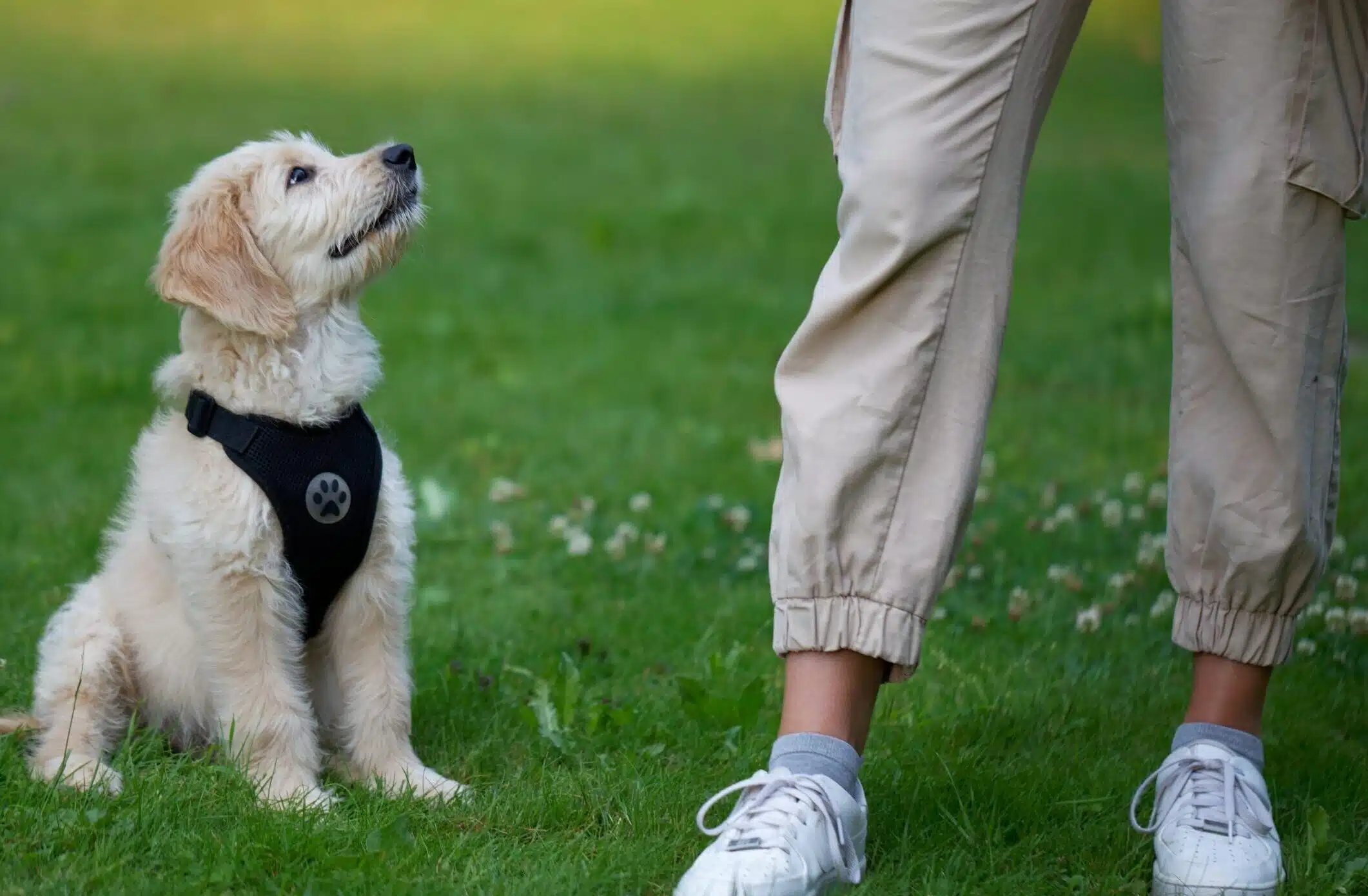 Ein kleiner, cremefarbener Goldendoodle-Welpe mit schwarzem Geschirr sitzt aufmerksam auf einer Wiese und schaut konzentriert nach oben zu einer Person, von der nur die Beine in beiger Hose und weißen Sneakern zu sehen sind. Das Bild zeigt eine typische Trainingsszene mit Blickkontakt zwischen Welpe und Halter. Im Hintergrund verschwommenes Grün.