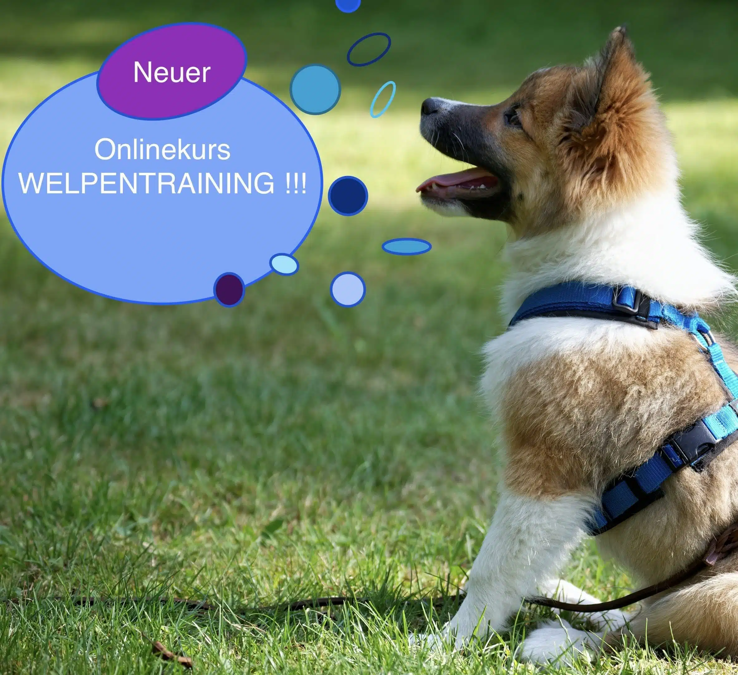 Ein braun-weißer Welpe mit blauem Geschirr sitzt auf einer Wiese und schaut neugierig nach oben. Links daneben eine illustrierte Gedankenblase in Blau und Lila mit dem Text: „Neuer Onlinekurs WELPENTRAINING !!!" Im Hintergrund verschwommenes Grün mit Sonnenlicht.