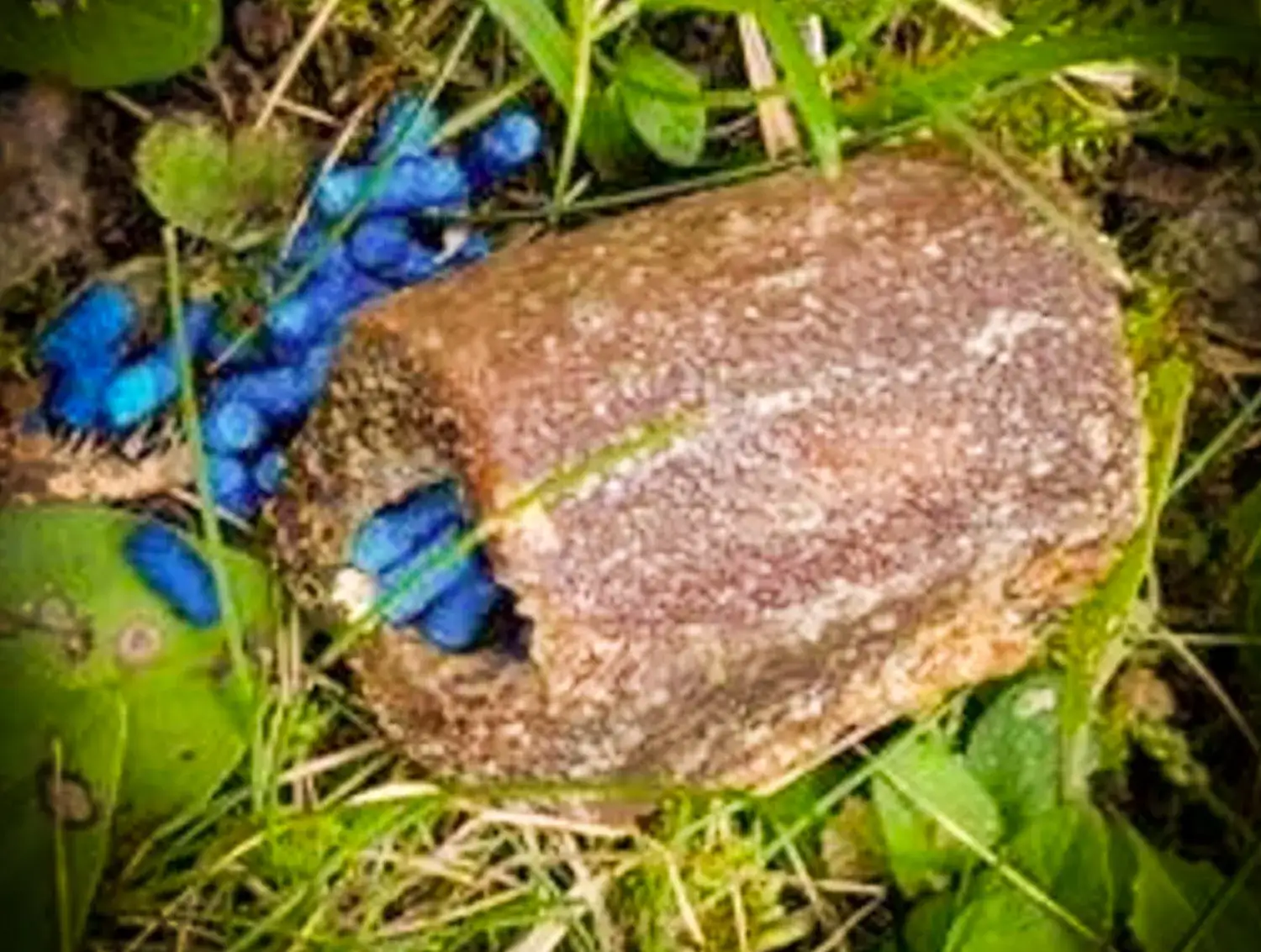 Nahaufnahme eines Fleischstückchens im Gras, daneben leuchtend blaue Schneckenkörner (Molluskizid). Das Bild weist auf eine Giftgefahr für Hunde hin, da Schneckenkörner für Tiere hochgiftig sind.