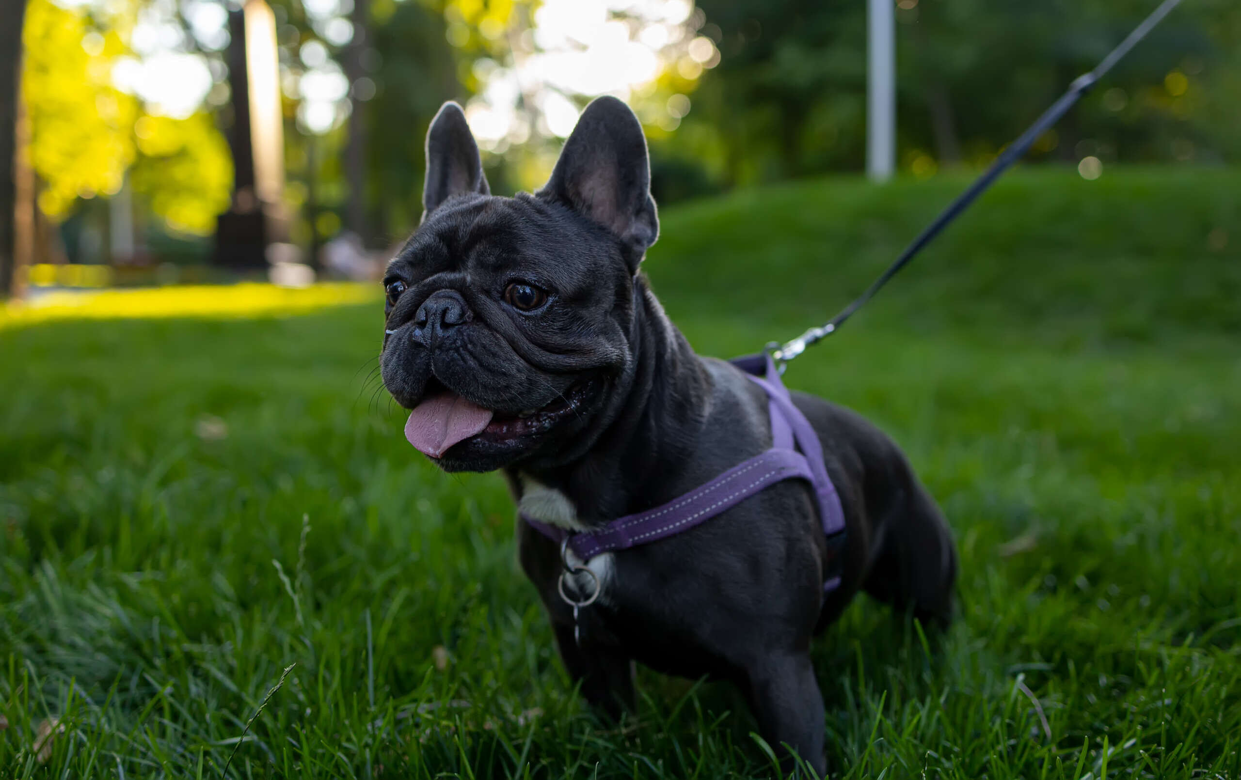Eine kleine dunkle Französische Bulldogge steht an einer Leine im grünen Gras eines Parks und schaut aufmerksam zur Seite. Der Hund trägt ein violettes Geschirr, hechelt leicht und wirkt wachsam, während der unscharfe Hintergrund mit Bäumen und warmem Licht eine typische Spaziergangssituation zeigt. Die Szene passt zum Thema Giftköder-Schutz, Aufmerksamkeit beim Gassigehen und sichere Hundebeobachtung im Freien.