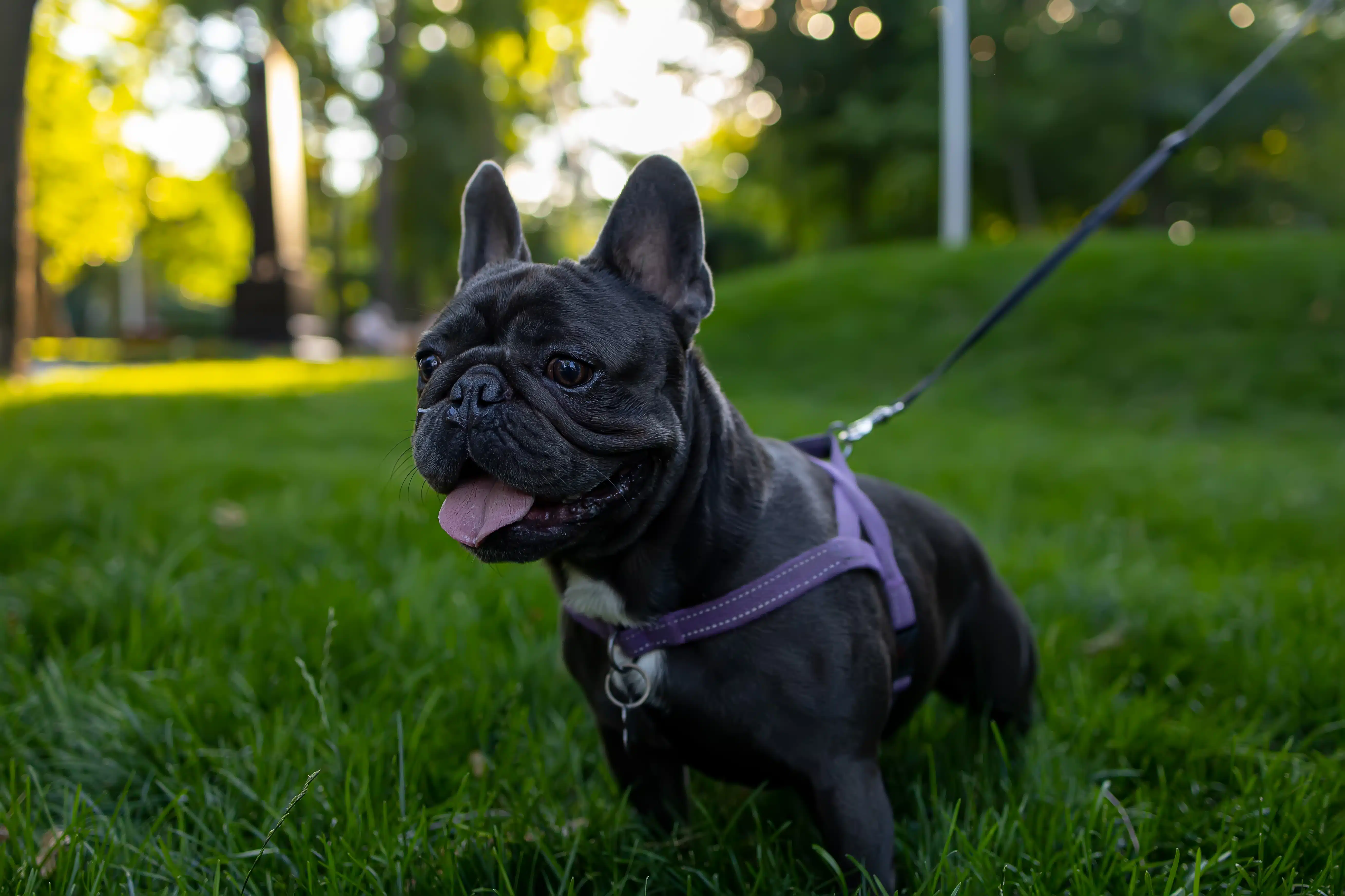 Eine kleine dunkle Französische Bulldogge steht an einer Leine im grünen Gras eines Parks und schaut aufmerksam zur Seite. Der Hund trägt ein violettes Geschirr, hechelt leicht und wirkt wachsam, während der unscharfe Hintergrund mit Bäumen und warmem Licht eine typische Spaziergangssituation zeigt. Die Szene passt zum Thema Giftköder-Schutz, Aufmerksamkeit beim Gassigehen und sichere Hundebeobachtung im Freien.