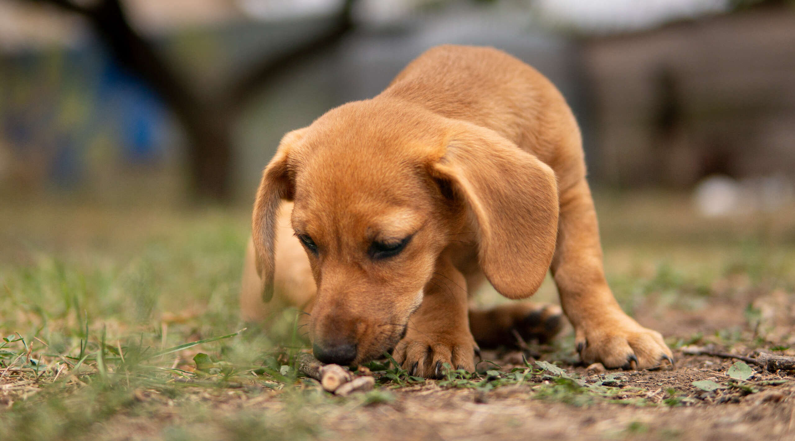 Ein kleiner brauner Welpe schnuppert aufmerksam am Boden und untersucht ein Stückchen Futter oder einen Gegenstand im Gras. Der unscharfe Hintergrund lenkt den Fokus auf den Hund und die Situation im Freien. Die Szene verdeutlicht das Risiko, dass Hunde beim Spaziergang oder im Garten etwas Unbekanntes aufnehmen, und passt zum Thema Schutz vor Giftködern.