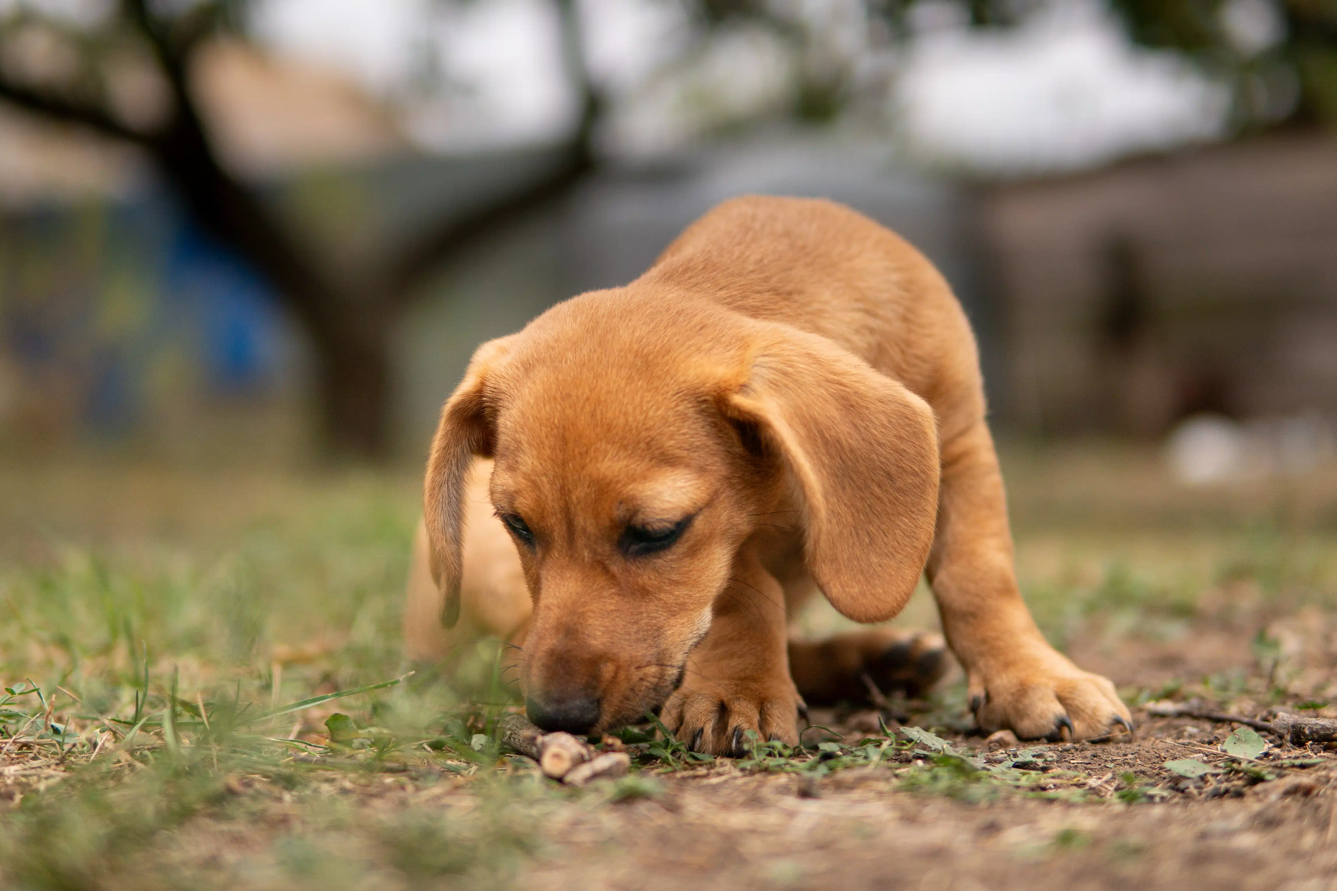 Ein kleiner brauner Welpe schnuppert aufmerksam am Boden und untersucht ein Stückchen Futter oder einen Gegenstand im Gras. Der unscharfe Hintergrund lenkt den Fokus auf den Hund und die Situation im Freien. Die Szene verdeutlicht das Risiko, dass Hunde beim Spaziergang oder im Garten etwas Unbekanntes aufnehmen, und passt zum Thema Schutz vor Giftködern.