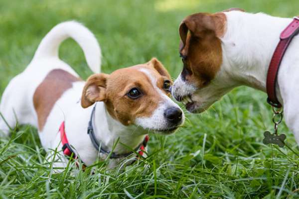 Zwei Jack Russell Terrier mit weiß-braunem Fell begegnen sich auf einer grünen Wiese. Der linke Hund mit rotem Halsband liegt flach auf dem Boden in unterwürfiger Körperhaltung. Der rechte Hund mit dunkelrotem Halsband und Knochen-Anhänger beugt sich über ihn und fletscht leicht die Zähne — ein typisches Kommunikationsverhalten unter Hunden. Im Hintergrund sattes Grün.