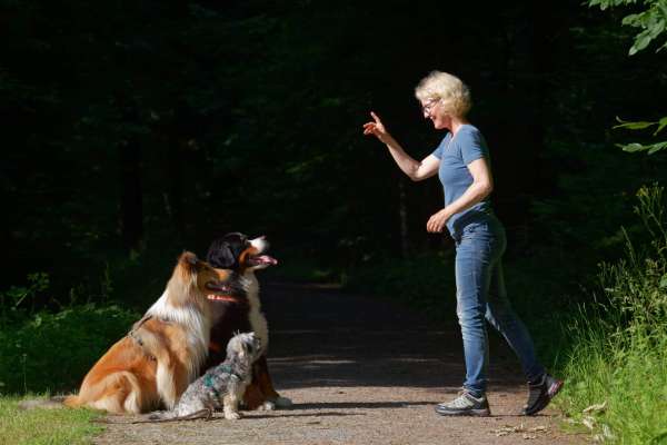 Eine lächelnde Frau mit kurzen, blonden Haaren, Brille, blauem T-Shirt und Jeans steht auf einem Waldweg und gibt mit erhobener Hand ein Handzeichen. Vor ihr sitzen drei Hunde aufmerksam in einer Reihe: ein großer Collie mit rot-weißem Fell, dahinter ein Berner Sennenhund und davor ein kleiner grau-weißer Terrier-Mix. Alle drei schauen konzentriert zur Frau. Im Hintergrund ein dunkler, sommerlicher Wald mit Gegenlicht.