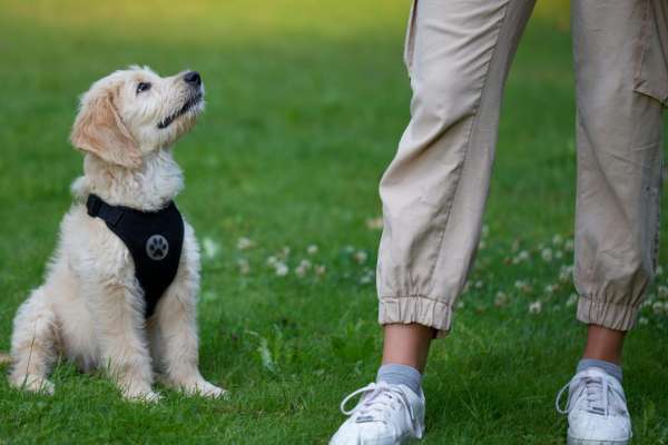 Ein kleiner, cremefarbener Goldendoodle-Welpe mit schwarzem Geschirr sitzt aufmerksam auf einer Wiese und schaut konzentriert nach oben zu einer Person, von der nur die Beine in beiger Hose und weißen Sneakern zu sehen sind. Das Bild zeigt eine typische Trainingsszene mit Blickkontakt zwischen Welpe und Halter. Im Hintergrund verschwommenes Grün.
