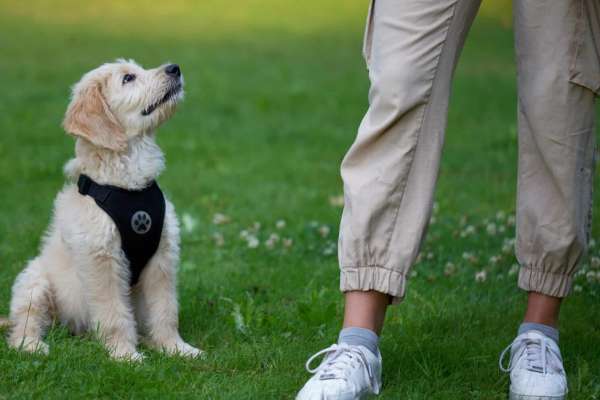 Ein kleiner, cremefarbener Goldendoodle-Welpe mit schwarzem Geschirr sitzt aufmerksam auf einer Wiese und schaut konzentriert nach oben zu einer Person, von der nur die Beine in beiger Hose und weißen Sneakern zu sehen sind. Das Bild zeigt eine typische Trainingsszene mit Blickkontakt zwischen Welpe und Halter. Im Hintergrund verschwommenes Grün.